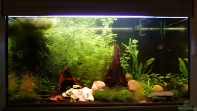 128L Garnelenparadies von Jan Marc