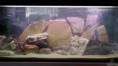 160 L Aufzuchts und Quarantänebecken von Michael Boeck