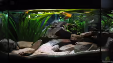 160l Tanganjika (Existiert nicht mehr!) von -serok-