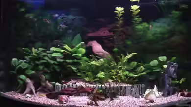 190Liter Mittelamerika Becken (nur noch Beispiel) von Trooper