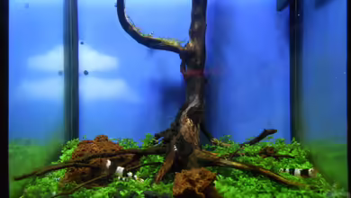 2,25 Liter Nano Becken von Mr. K.