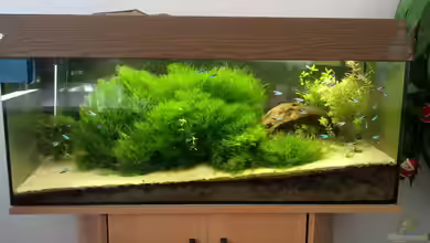 200L FS-Aquarium von Leinad78