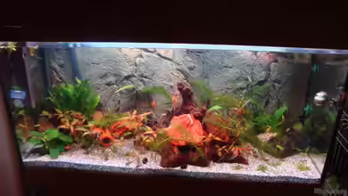 200l Südamerika Traum von Poldi1981