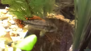 200l Südamerika von Chiara Z.