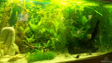 200L Urwald von Lulu