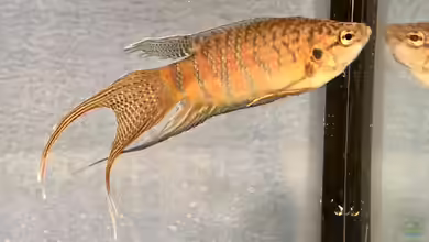 2019 ??? 150 Jahre Aquaristik, Teil 1