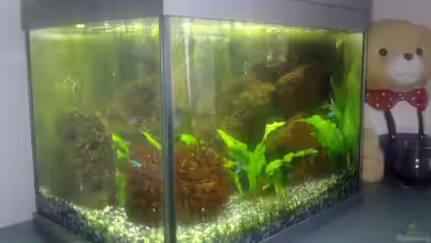 20er Nano-Neon von Fischer vom Bodensee