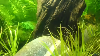 20l-sakura von puschel78