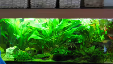 240 Liter Südamerika Gesellschaftsaquarium von Sky1706