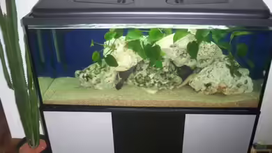 240l Malawi von Anderl M.