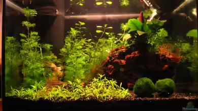 25l Nano von Klaus Bachmann