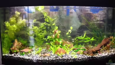 260l Süsswasser Gesellschaftsbecken von DanBri