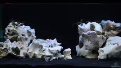 300 L Malawi von moiko