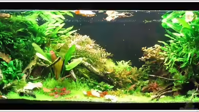 340l Asiatische Zwerge (Existiert nicht mehr!) von -serok-