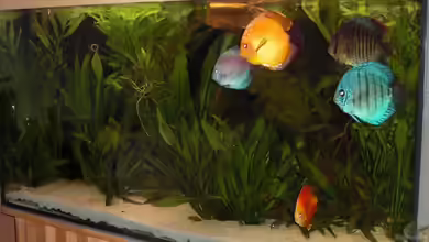 360L - Diskus (nur noch als Beispiel) von Amazonasbecken.eu