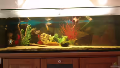 375 L von Philipp XXxX