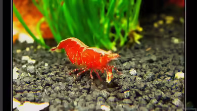 4 Jahre Aquaristik,und wie geht es weiter ?