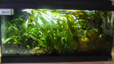 54 Liter CrystalRed und Bienen von Matthias