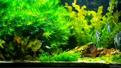 540L Gesellschaftsbecken von Deeplink