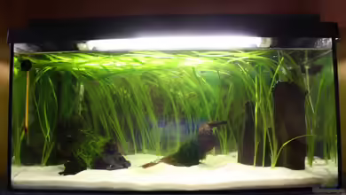 54l Aquarium von Gerrit