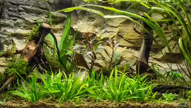 54L Naturbecken von Hardflip