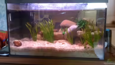 54l Tanganijka von Marvin Götting