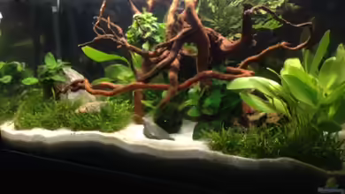 60 L Aquascape von Daniel25