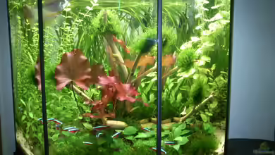 8-Eck Habitat von Martini