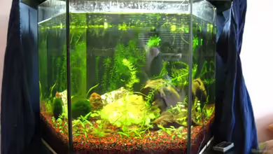 80l 6-eck Aquarium von DanBri