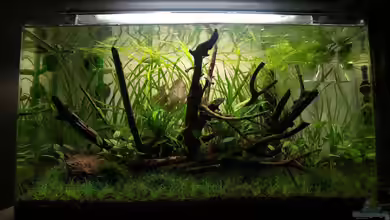 80l Naturaquarium von -Lipfl-