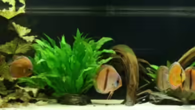 840 Liter Diskus Wildfangbecken (abgebaut) von Rene Dietzel