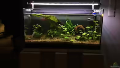 96er von Jockelberryfin