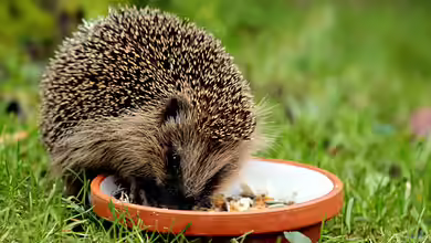 Ab wann Igel im Herbst nicht mehr gefüttert werden sollten
