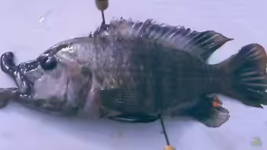 Abactochromis labrosus im Aquarium halten
