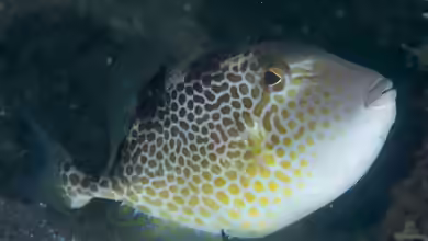 Abalistes stellatus im Aquarium halten
