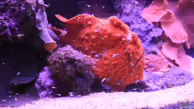 Abantennarius coccineus im Aquarium halten