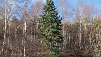 Abies nordmanniana im Garten pflanzen