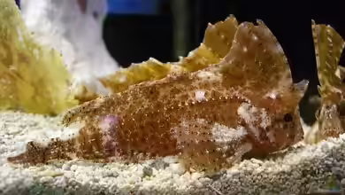 Ablabys taenianotus im Aquarium halten