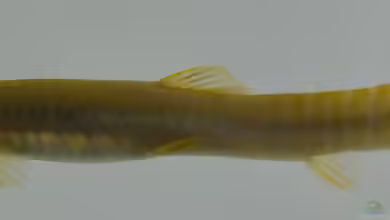 Aborichthys elongatus im Aquarium halten