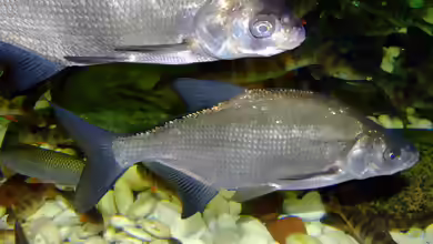 Abramis brama im Teich halten