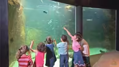 Absolutes NoGo: Klopfen ans Aquarium