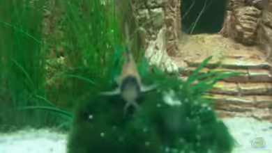 Abu Simbel Cube von Simon Says