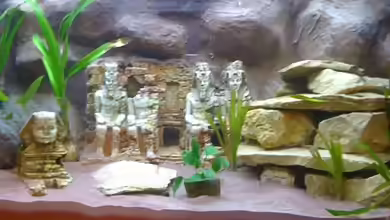 Abu Simbel von Angela Gruber