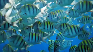 Abudefduf saxatilis im Aquarium halten