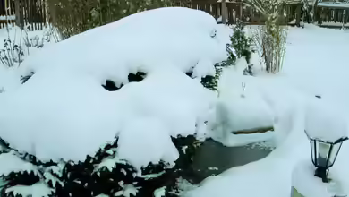 Abwarten - Warum der Gartenteich im späten Winter noch ruhen sollte