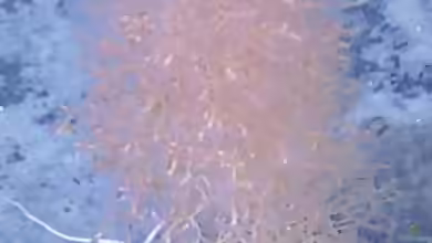 Acanella arbuscula im Aquarium halten
