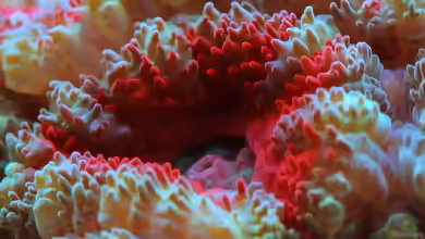 Acanthastrea echinata im Aquarium halten