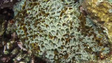 Acanthastrea hemprichii im Aquarium halten