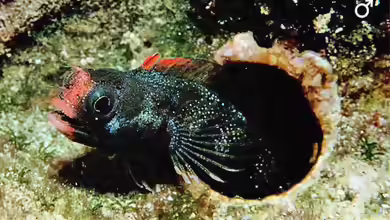 Acanthemblemaria atrata im Aquarium halten