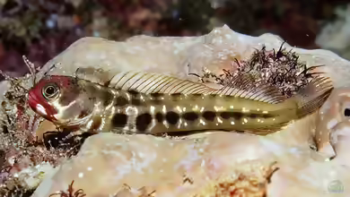Acanthemblemaria balanorum im Aquarium halten